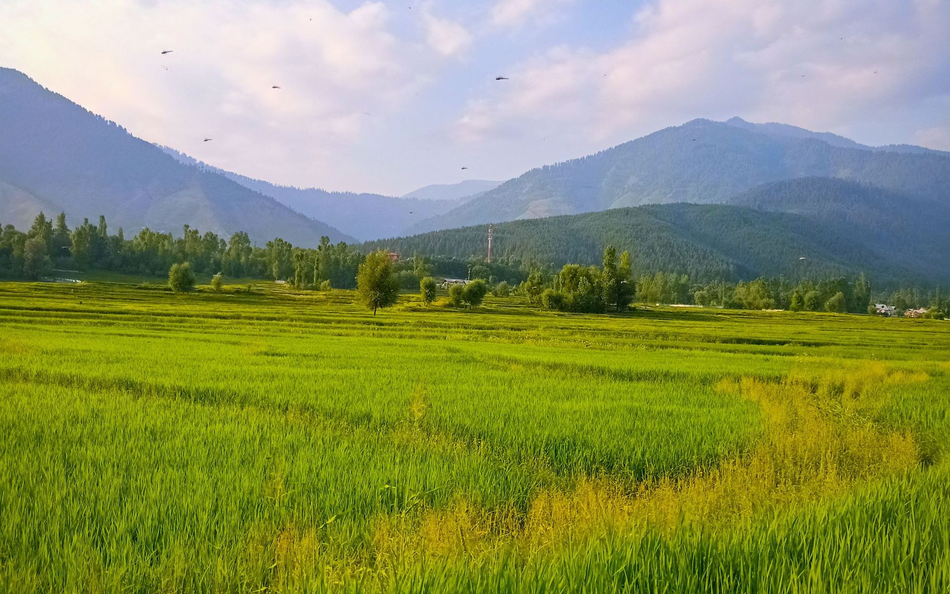 Green farmland under an open sky